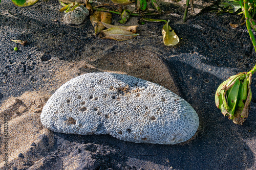 large piece of dead coral thrown onto the beach photo