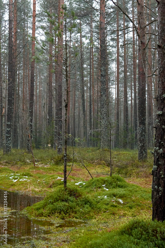 Obraz premium Cold forest