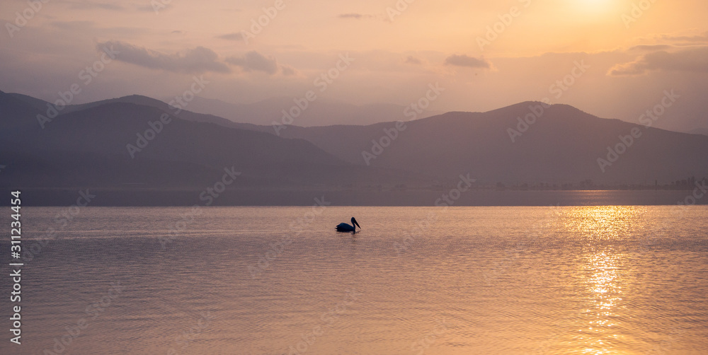 a lonely pelican on a lake 