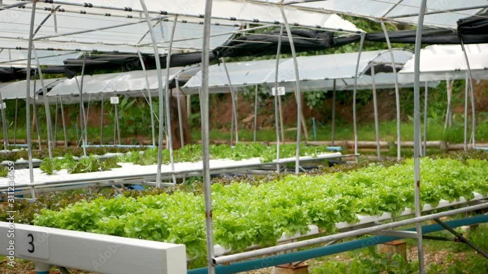 Rows of fresh juicy plants growing on modern ecological hydroponic farm, garden beds. Concept of healthy, eco friendly balanced diet rich in vitamins. Agricultural technologies, go green innovations Rows of fresh juicy plants growing on modern ecological hydroponic farm, garden beds. Concept of healthy, eco friendly balanced diet rich in vitamins. Agricultural technologies, go green innovations