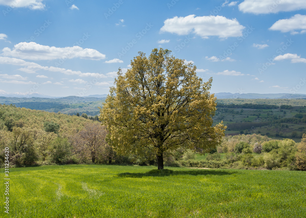  a tree on a hill in summer