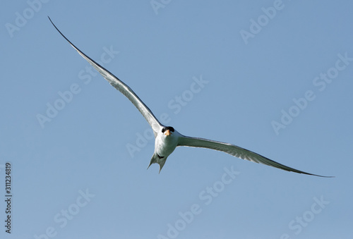 Lesser crested tern in flight, Bahrain