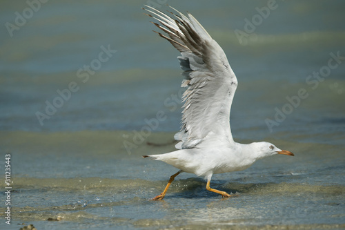 Slender-billed Seagull takeoff, Bhrain 