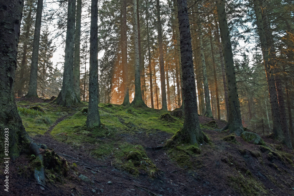 Sunbeams in deep forest of pine trees. Blairadam Forest near Kelty in Fife, Scotland.
