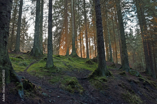 Sunbeams in deep forest of pine trees. Blairadam Forest near Kelty in Fife  Scotland.