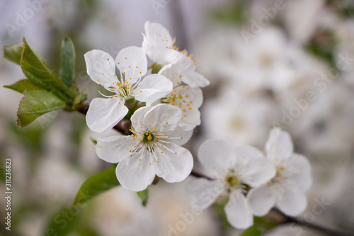 Flowering branch of cherry plum. Blooming white flowers on a tree. Close-up.