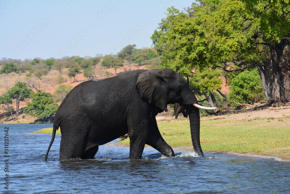 Eléphant Chobe National Park Botswana Eléphant Chobe National Park Botswana