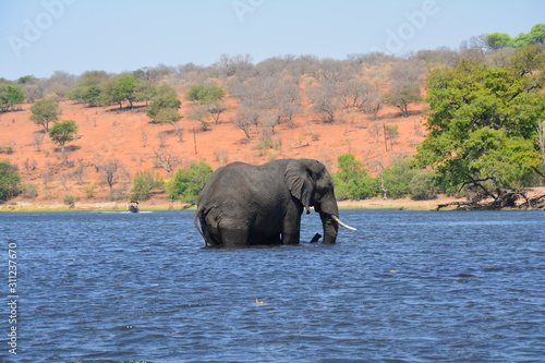 Eléphant Chobe National Park Botswana