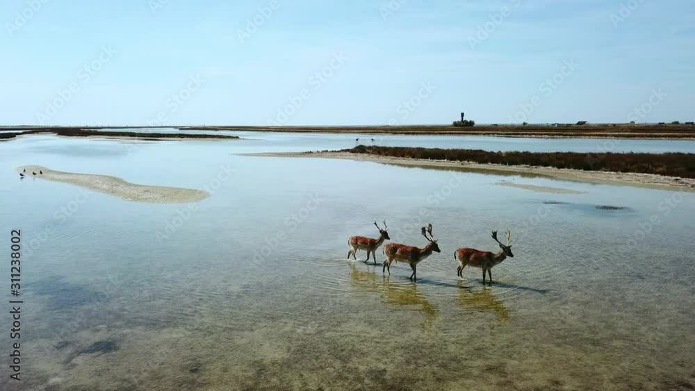 aerial view of deers in shallow water, sika deers in the autumn lake, Herd of deer in autumn steppe aerial, aerial view of deers in the wild aerial view of deers in shallow water, sika deers in the autumn lake, Herd of deer in autumn steppe aerial, aerial view of deers in the wild