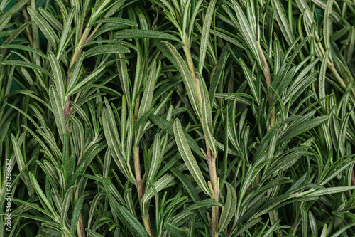 Canvas Print Fresh organic rosemary as background, top view