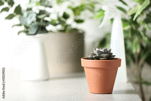 Beautiful Echeveria plant on white table at home. Space for text