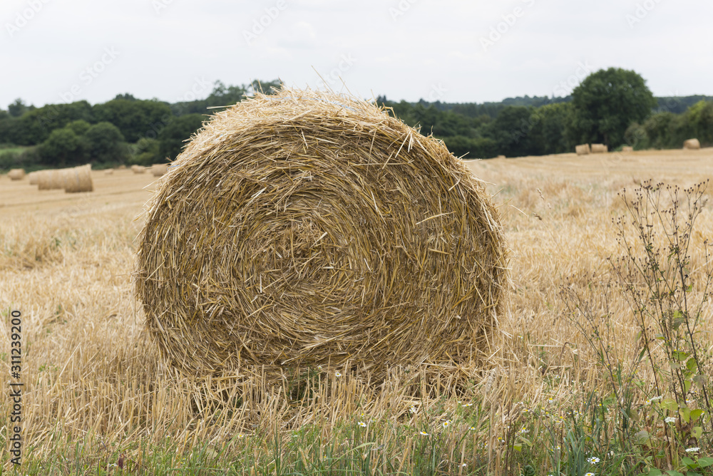 France; Sarthe; Meule de paille. Stack of straw. France; Sarthe; Meule de paille. Stack of straw.