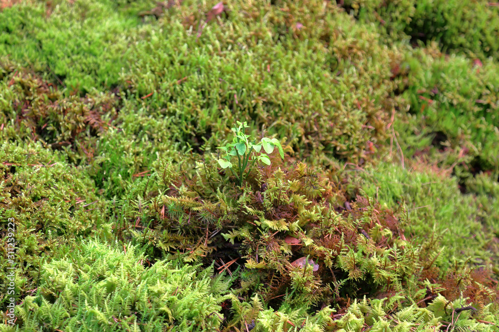 Bright textured surface of multi-colored natural moss Bright textured surface of multi-colored natural moss