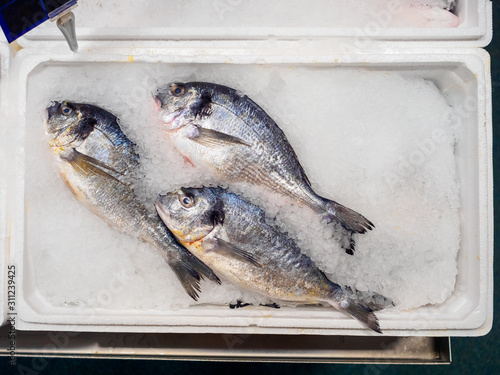 Three freshly frozen dorado fish lie in ice photo