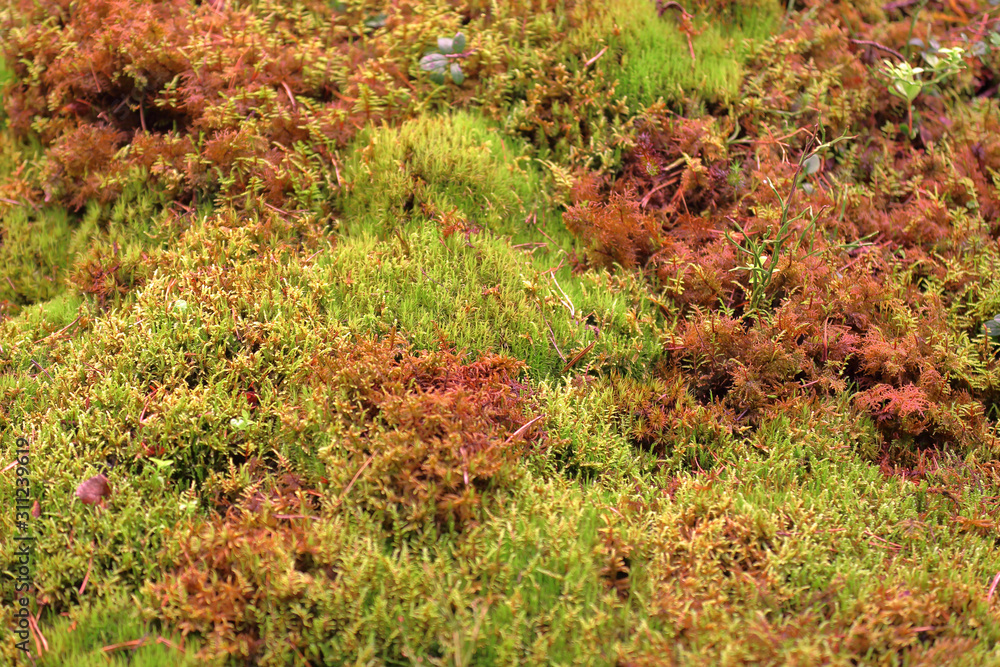 Bright textured surface of multi-colored natural moss Bright textured surface of multi-colored natural moss