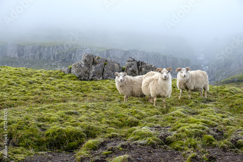Sheep graze on the background of majestic nature, fog and Icelandic moss.
