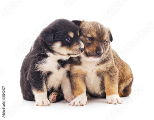 Two little puppies.