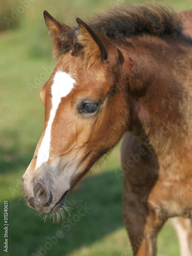 Pretty Foal Headshot © Nigel Baker