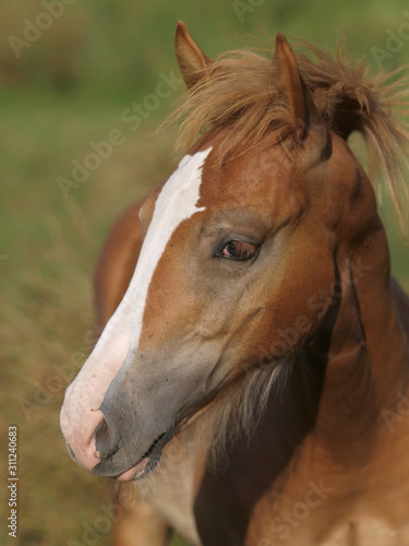 Pretty Foal Headshot