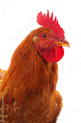 One red cock.