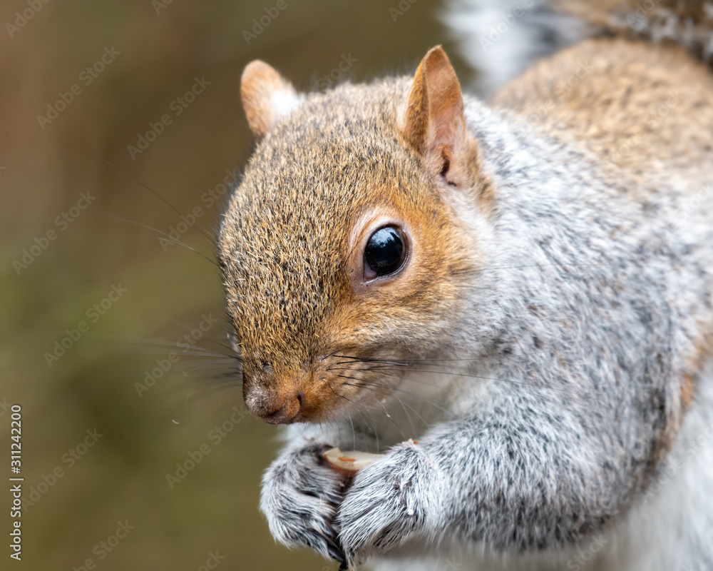 Close Up Grey Squirrel Eating a nut Close Up Grey Squirrel Eating a nut