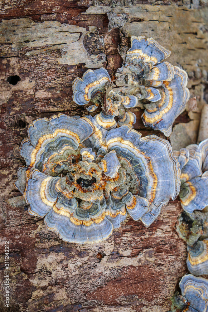 A pattern of blueturkey tail mushrooms (Trametes versicolor) growing on a log