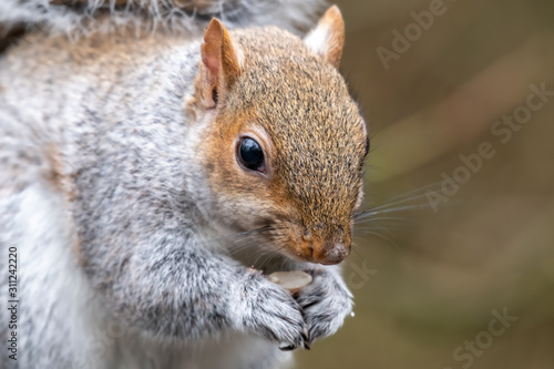 Close Up Grey Squirrel Eating a nut