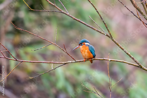 Male Kingfisher Perched on a Branch © Ian