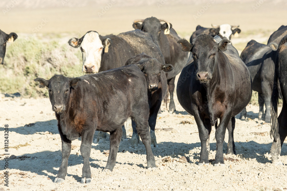 Fototapeta premium Free range cows grazing next to the Black Rock desert