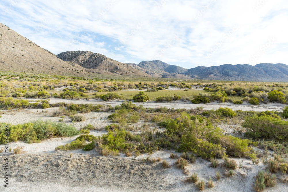 Green desert sagebrush and sand  scene nevada
