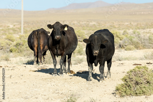 Free range cows grazing next to the Black Rock desert © ecummings00