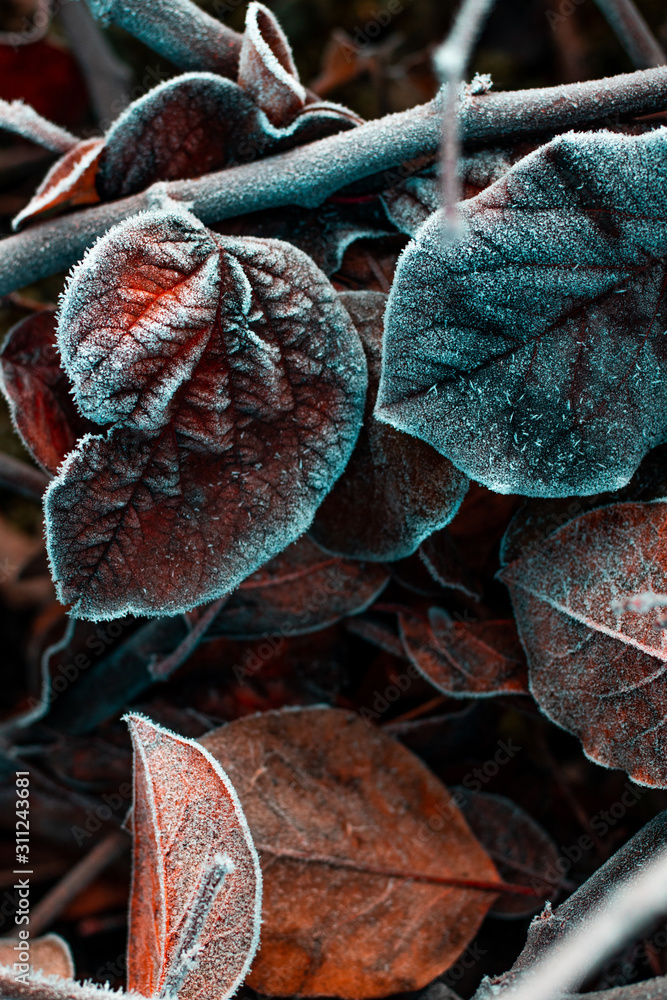 Winter frozen leaves and branches Winter frozen leaves and branches