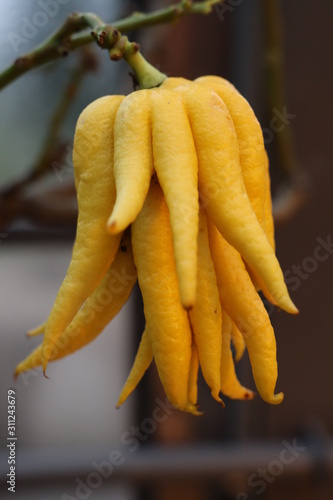 Citrus fruit Buddhas hand 