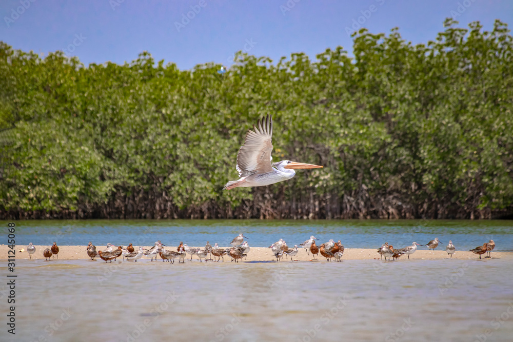Fototapeta premium A group of birds stand on a sandy beach in Saloum Lagoon, Senegal. It is a wildlife photo of ducks, seagulls and flying pelican. It is a bird sanctuary in Africa.