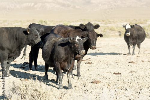 Free range cows grazing next to the Black Rock desert © ecummings00