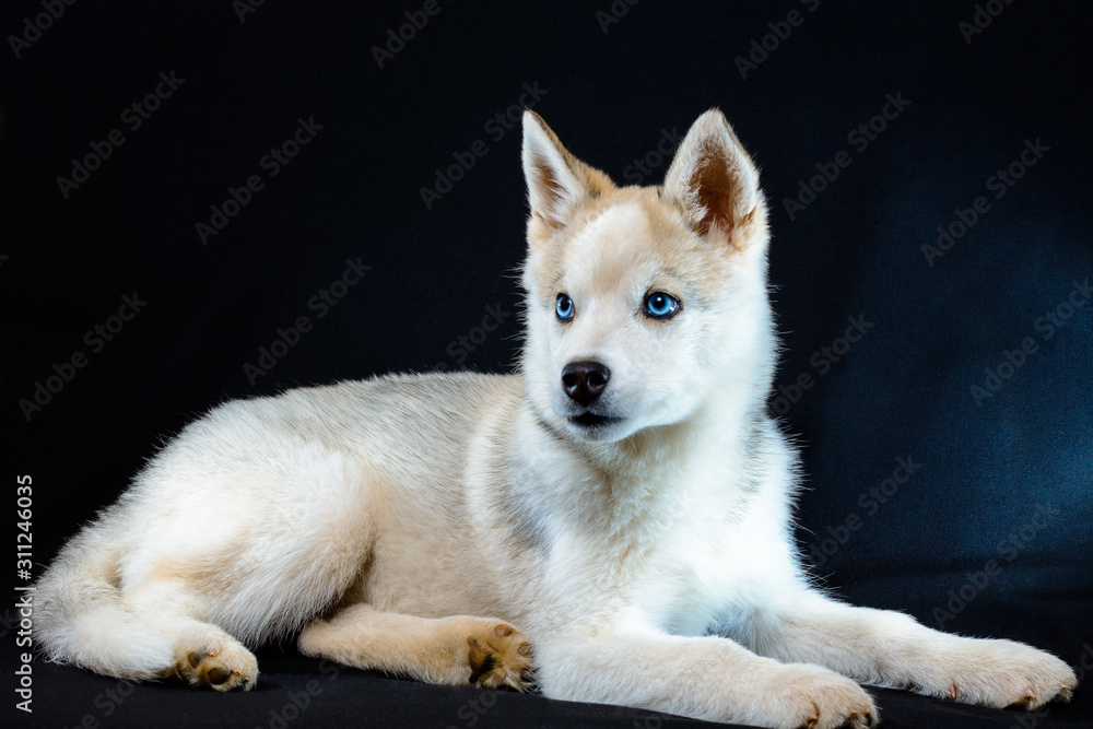 Fototapeta premium Little gray husky on black background close up.