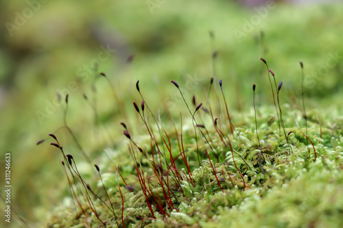 Close-up of moss 