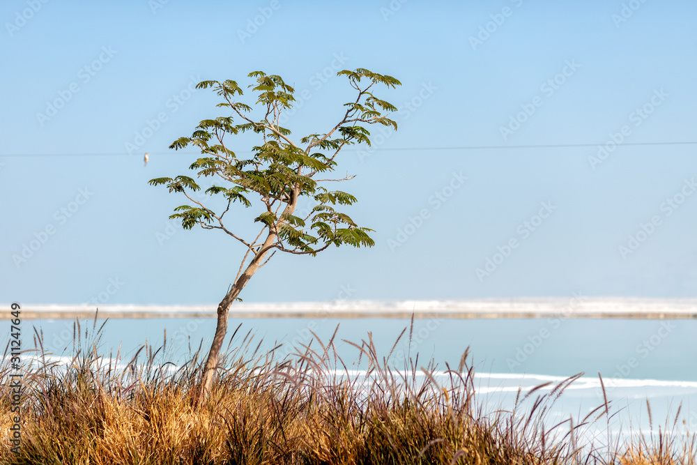 Obraz premium lonely tree on the background of the dead sea