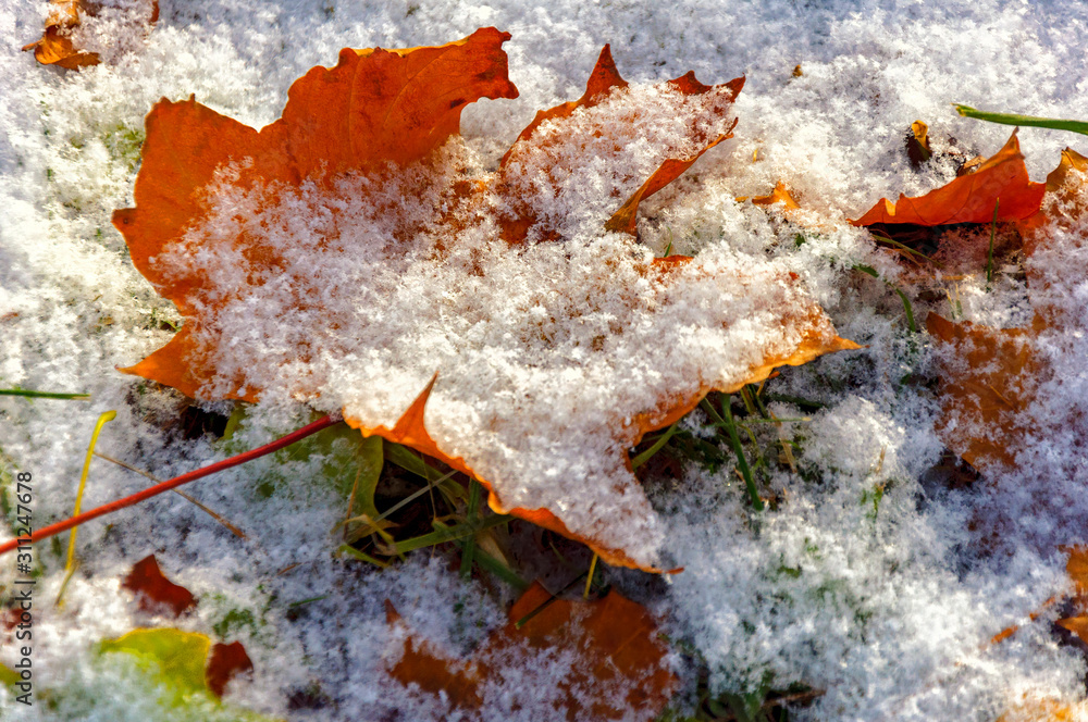 Naklejka premium Yellow maple leaves covered with the first light snow.