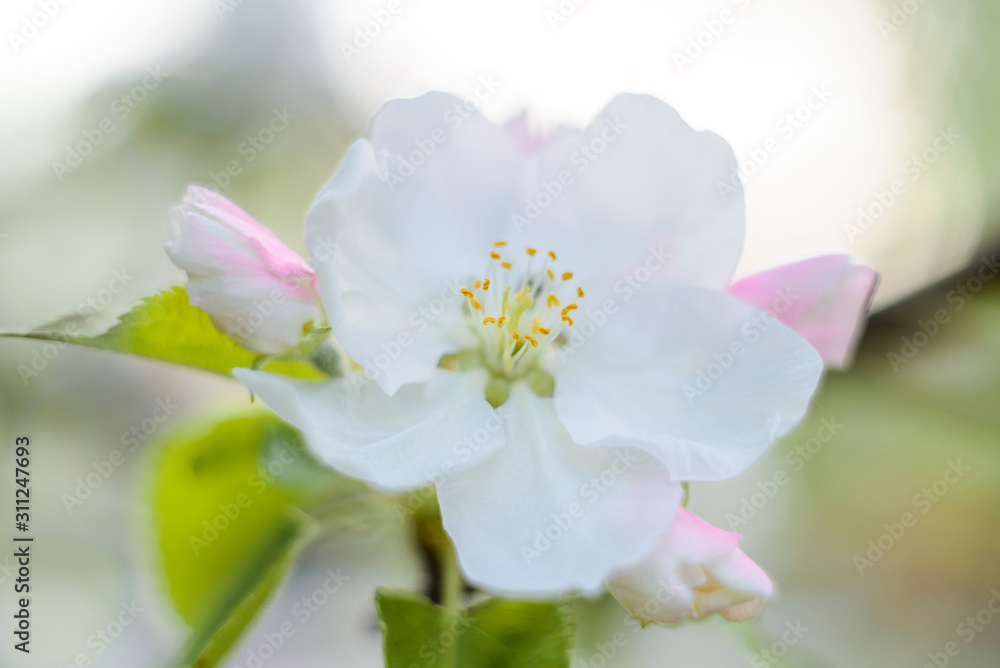 Apple blossom Apple blossom