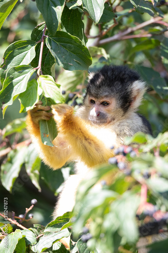 black-capped squirrel monkey