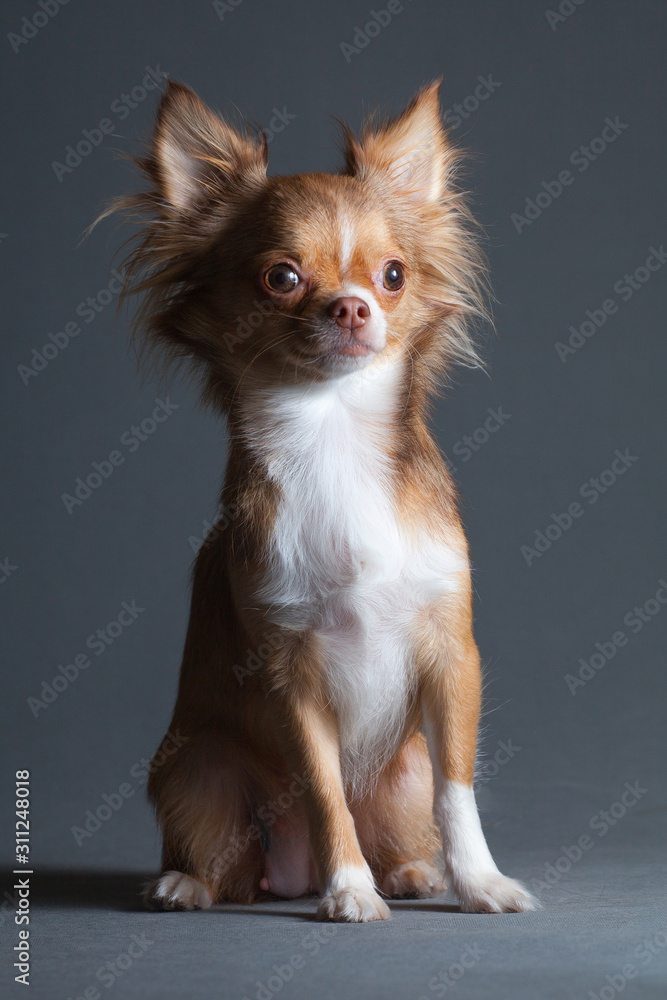 Chihuahua dog with white breast