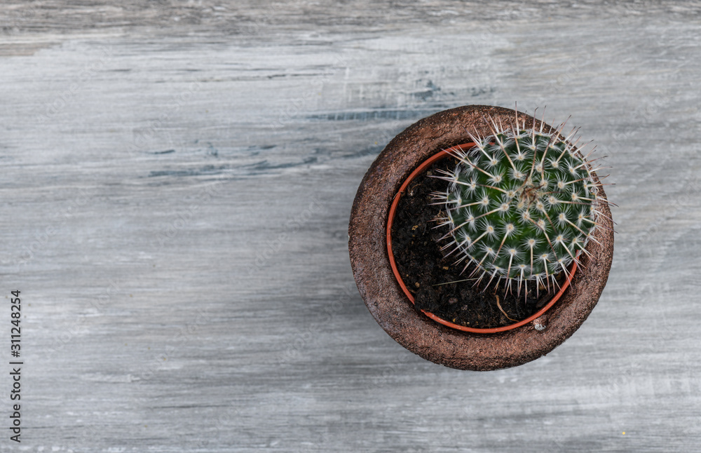 Cactus in handmade concrete flower pot Cactus in handmade concrete flower pot