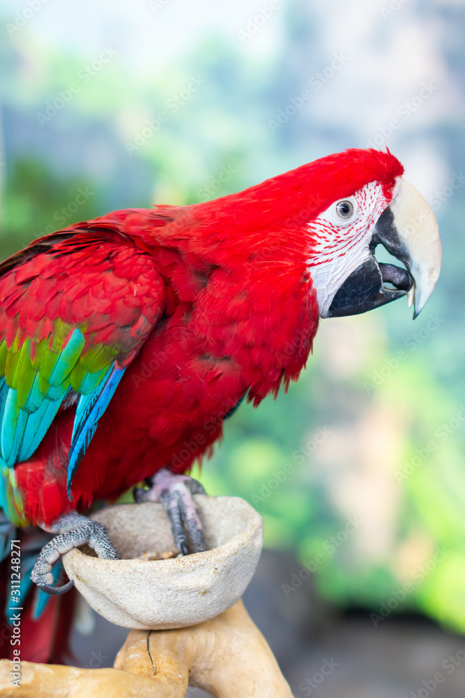 Portrait of colorful Scarlet Macaw parrot