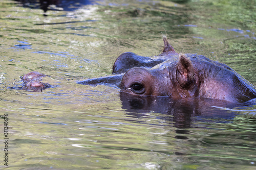 Hippopotamus