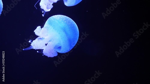 Atlantic sea nettle jellyfish slow motion photo