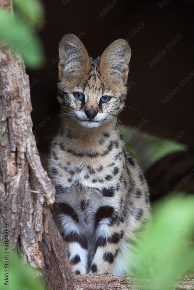 Serval kitten Serval kitten