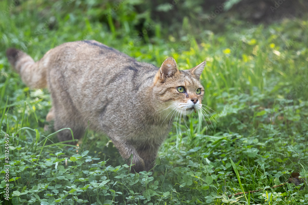 Obraz premium Wildcat