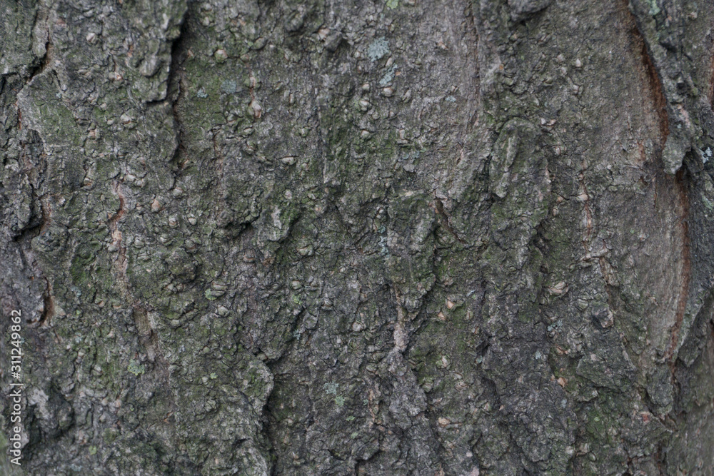 bark of tree texture bark of tree texture