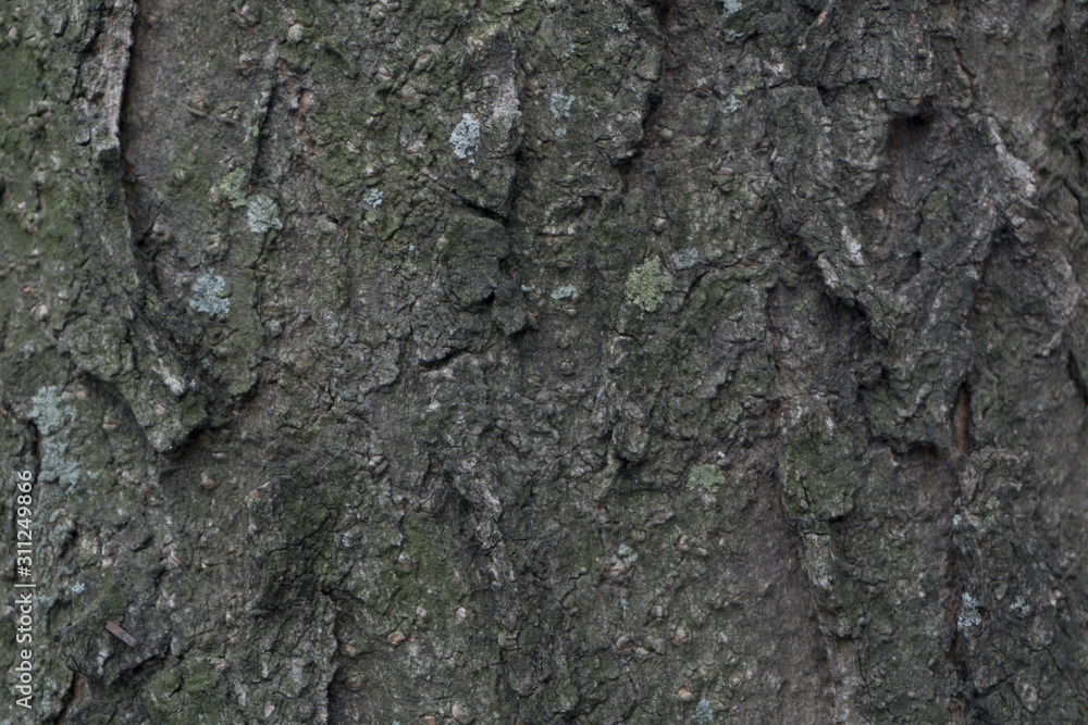 bark of tree texture bark of tree texture